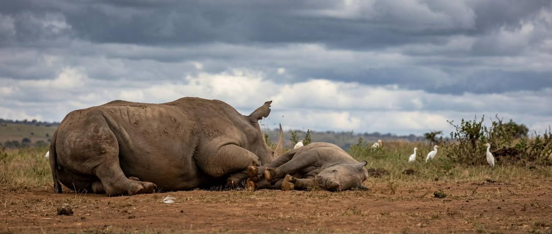 Wildlife Photo