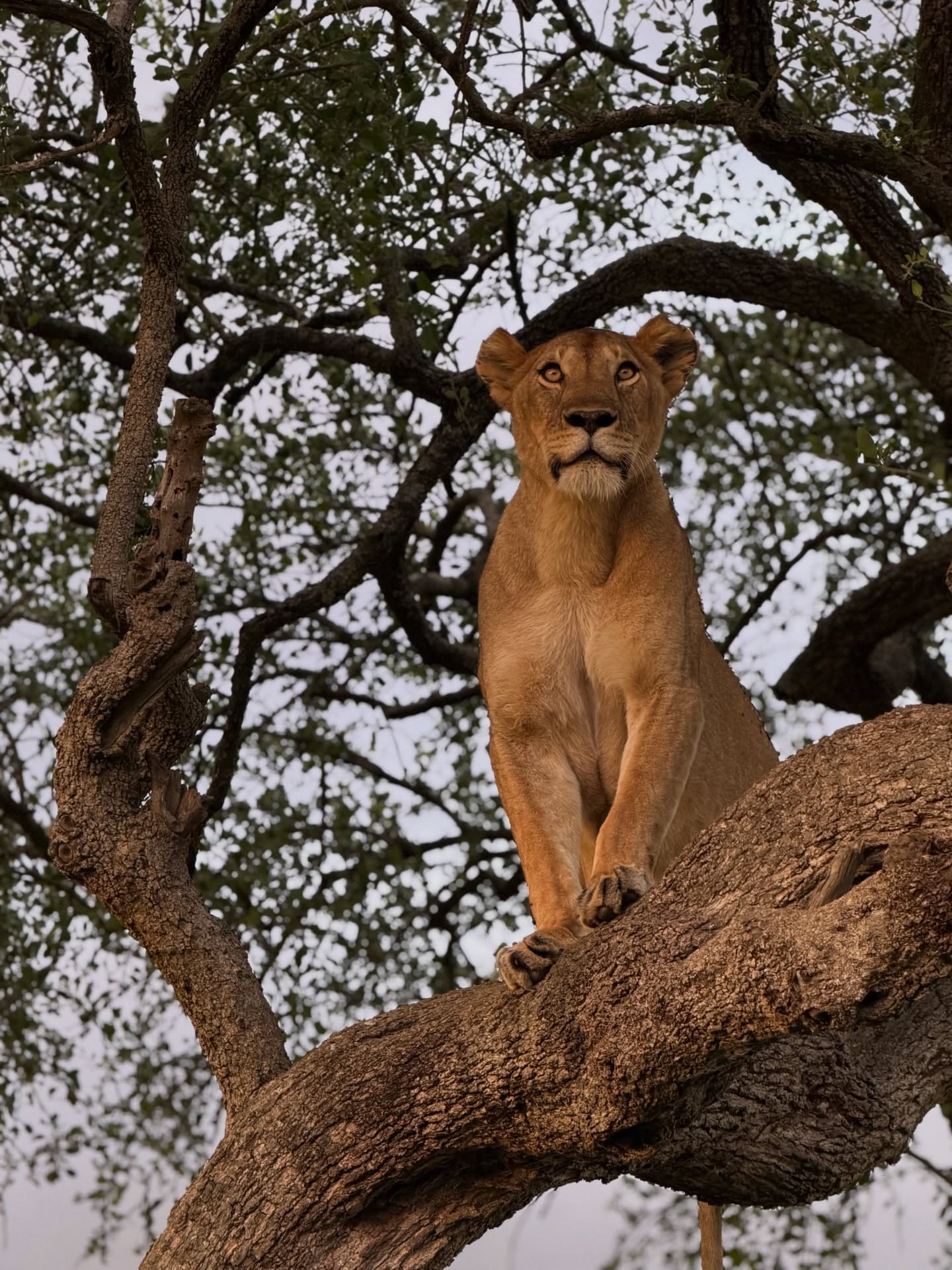 Wildlife Photo