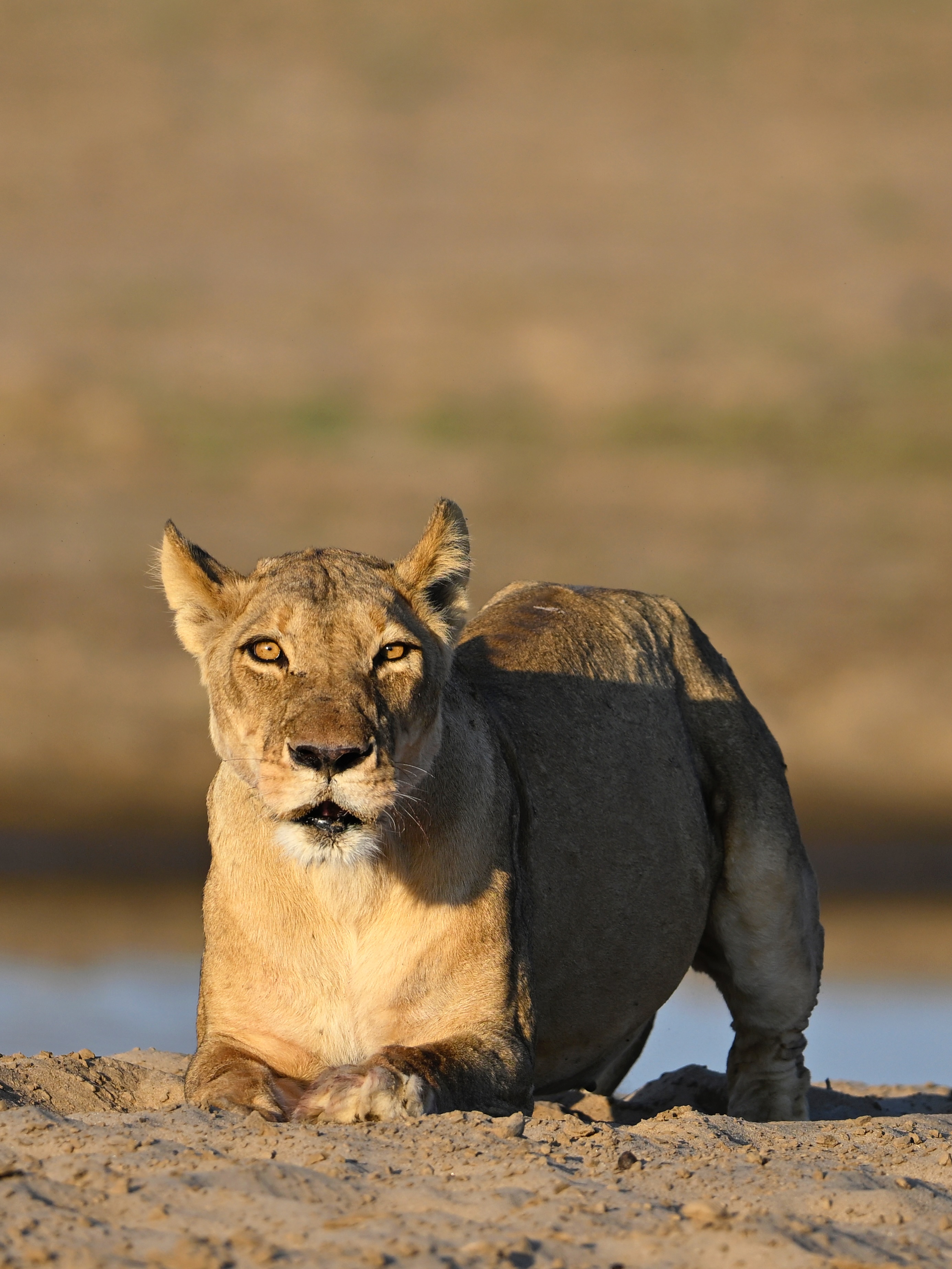 Wildlife Photo