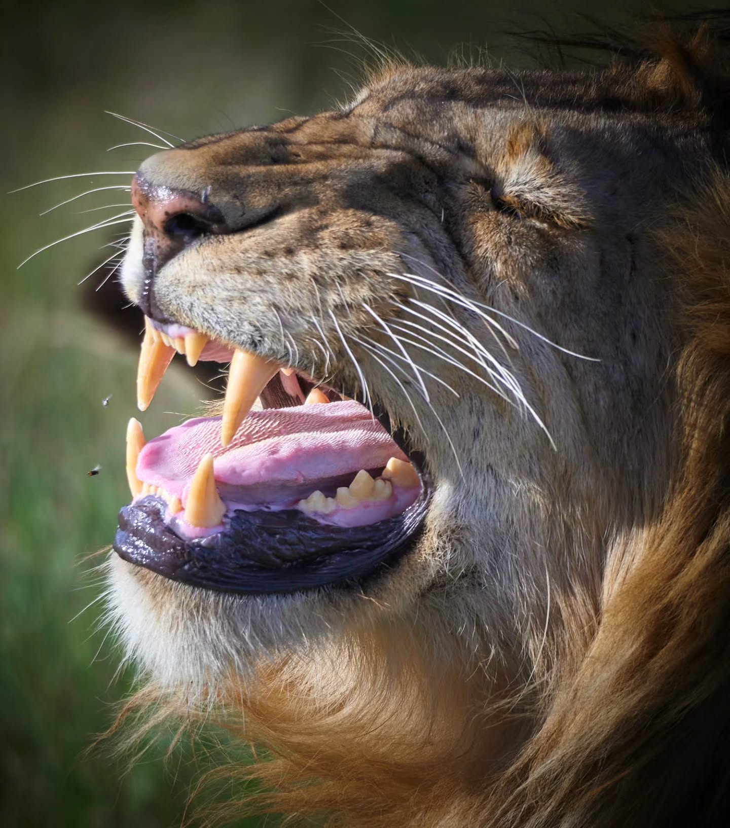Wildlife Photo