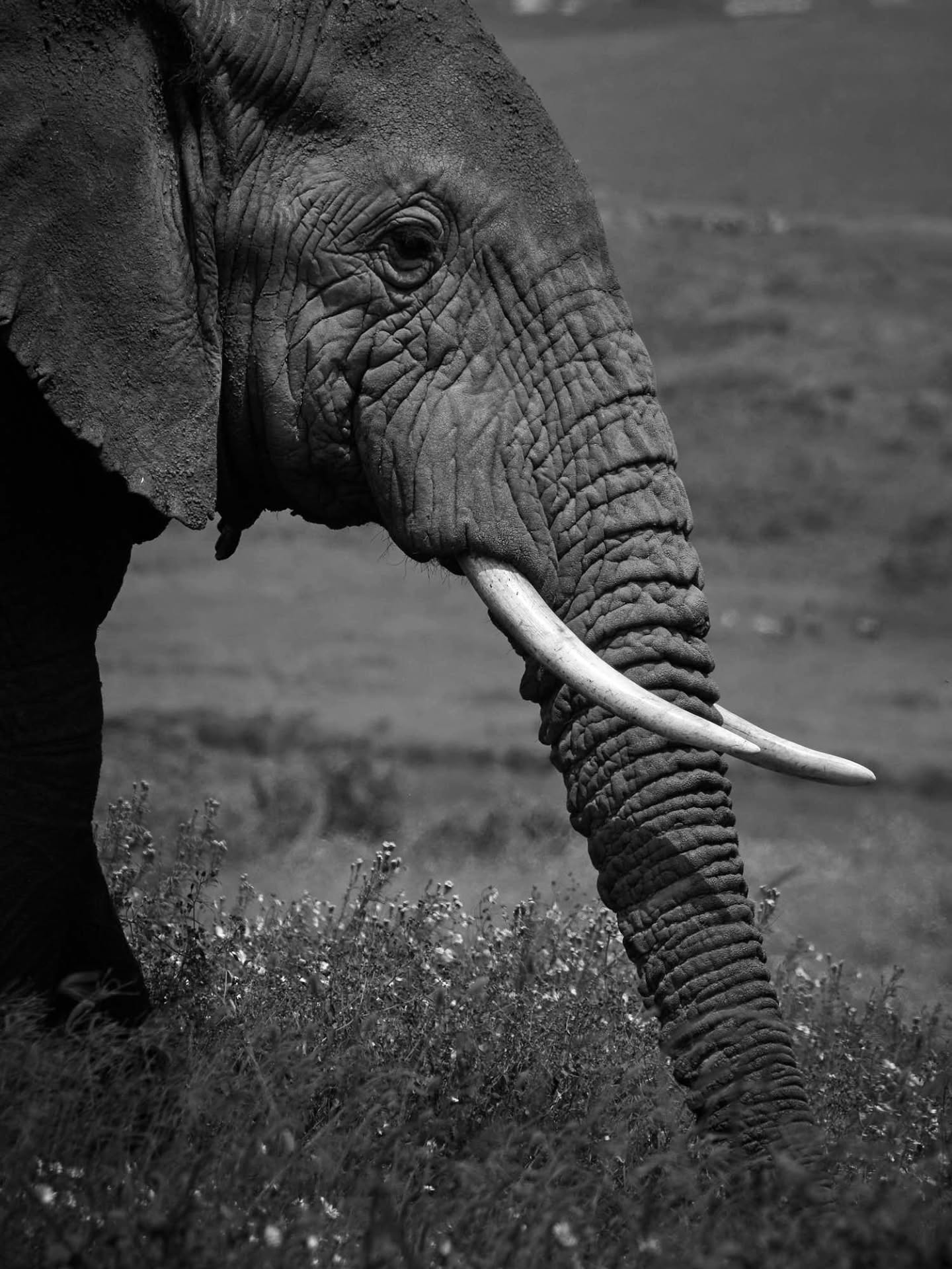 Wildlife Photo