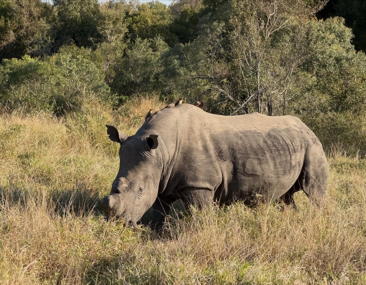 Wildlife Photo
