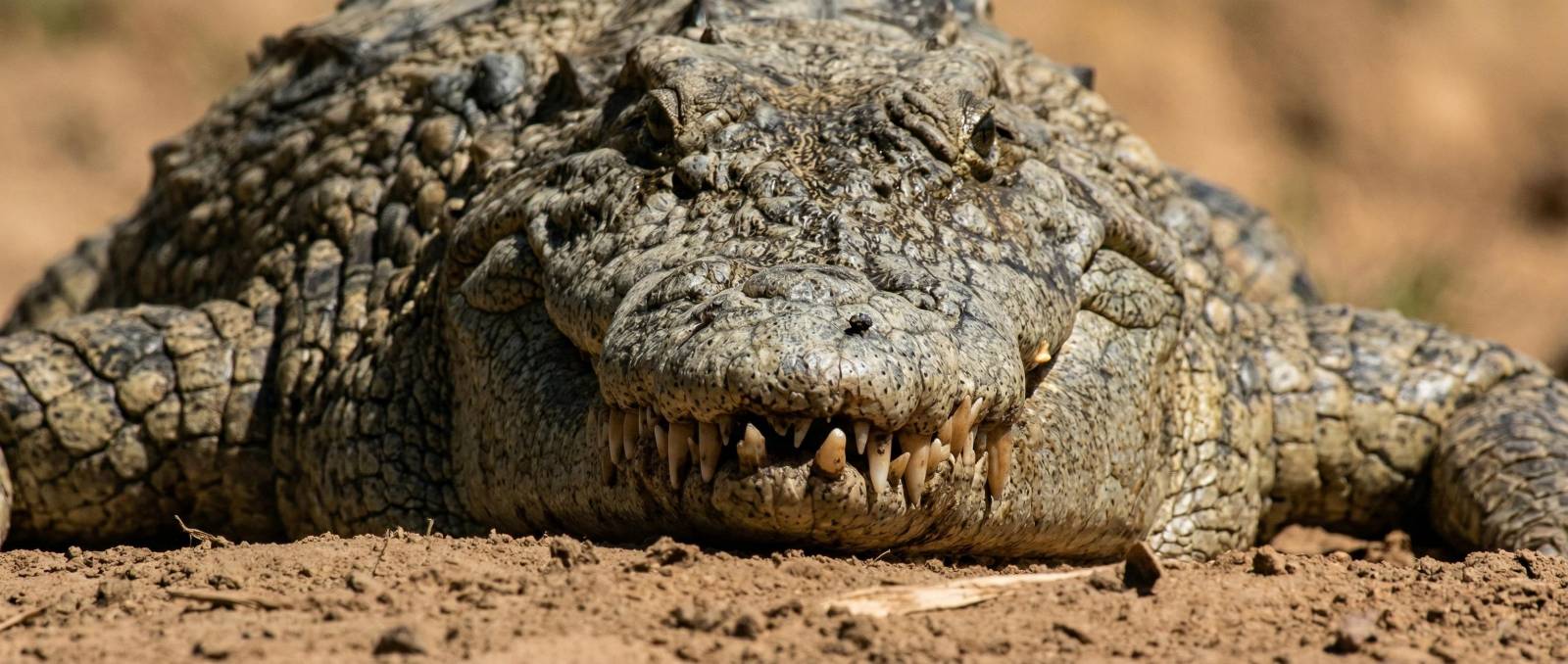 Wildlife Photo