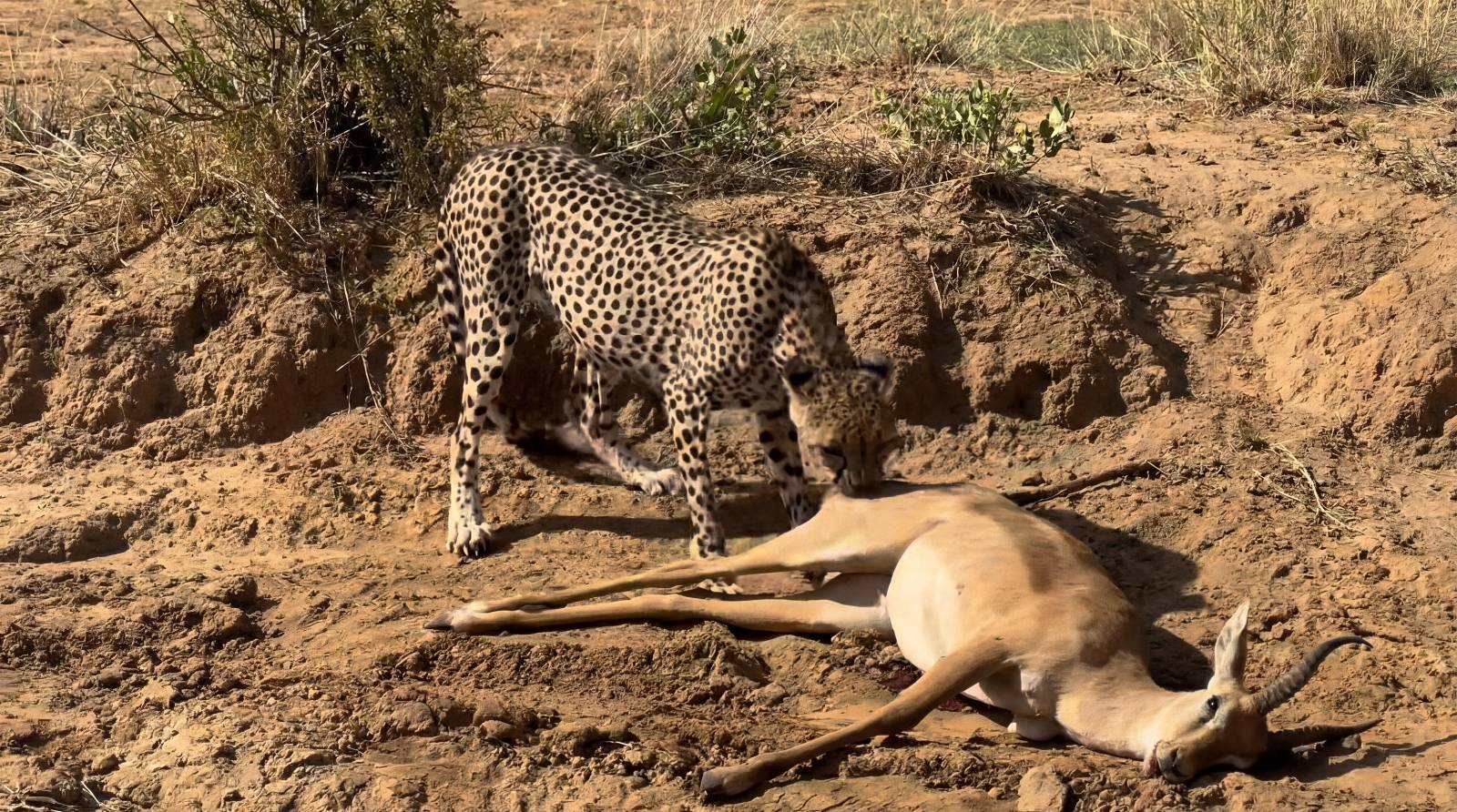 Wildlife Photo