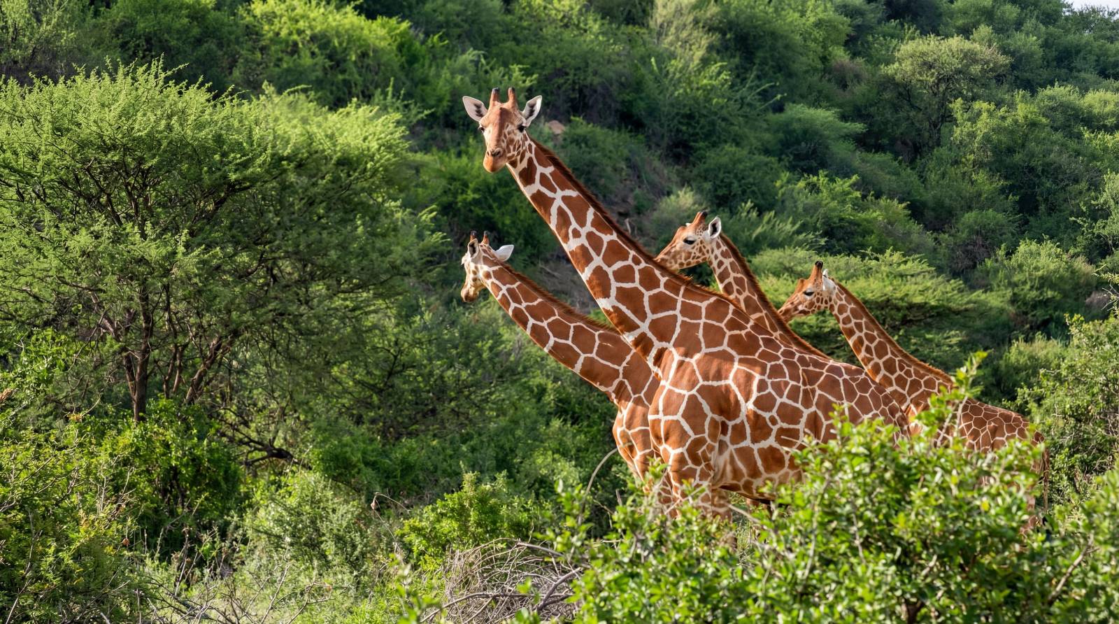 Wildlife Photo