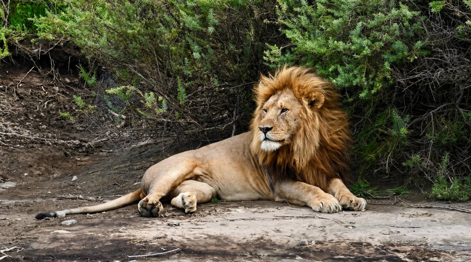 Wildlife Photo
