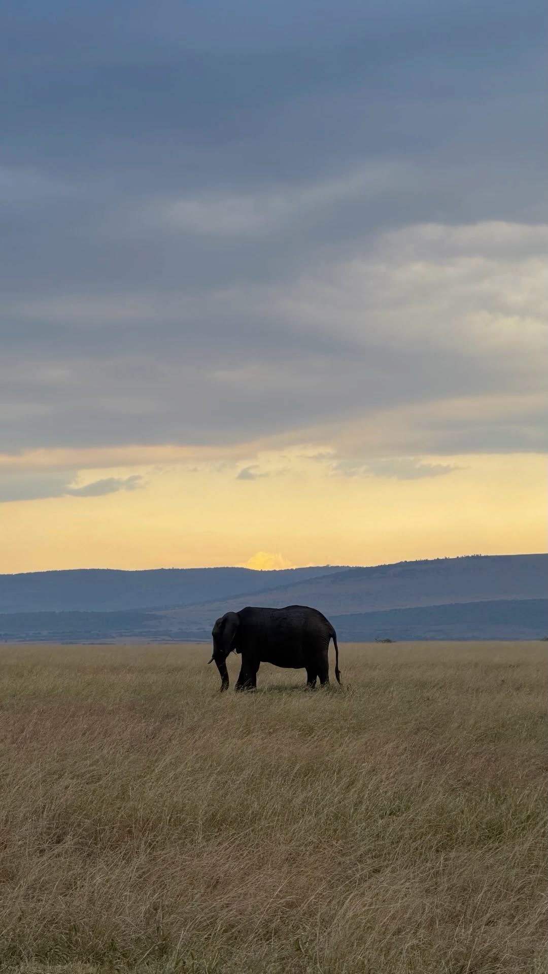 Wildlife Photo