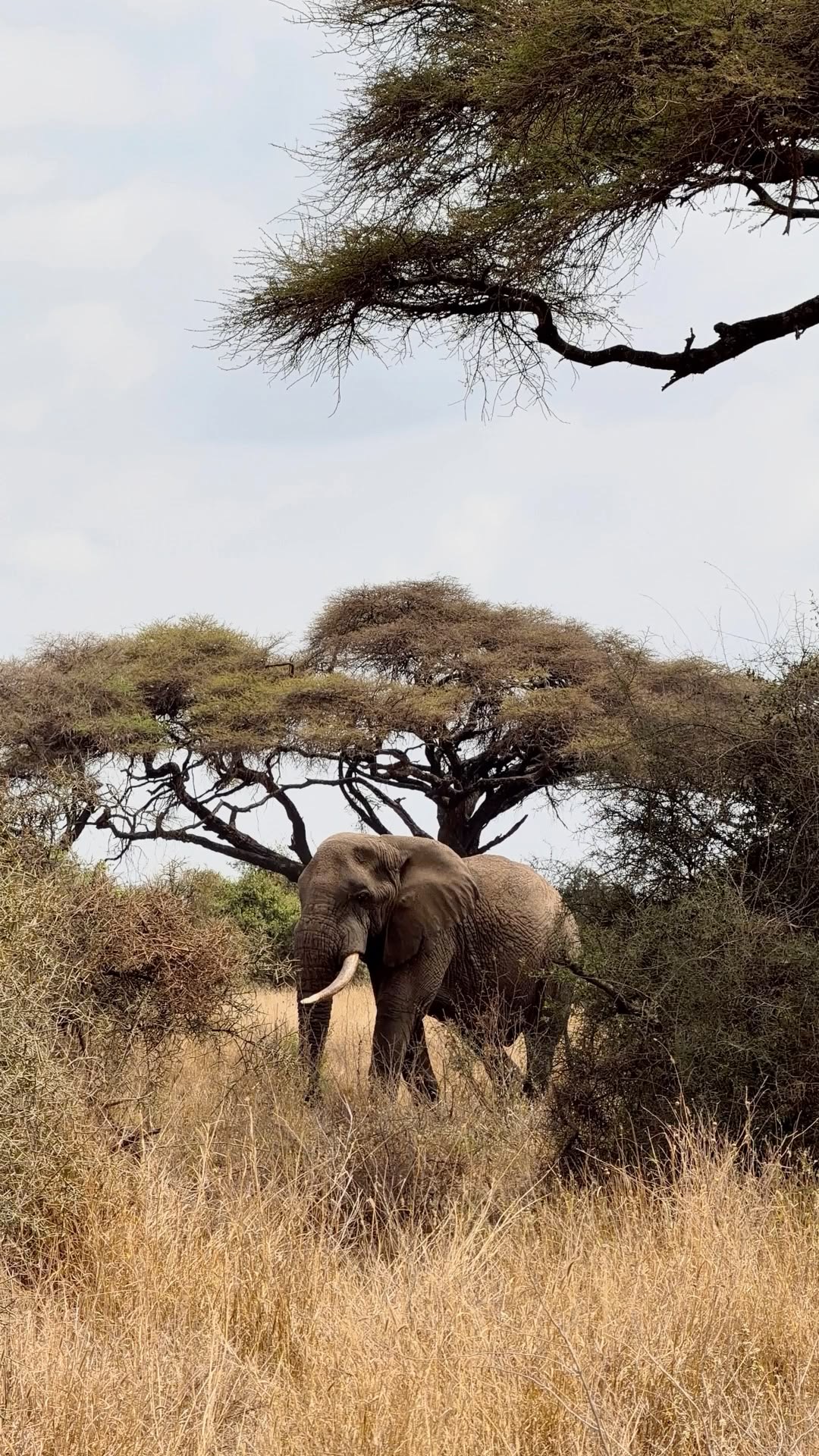 Wildlife Photo