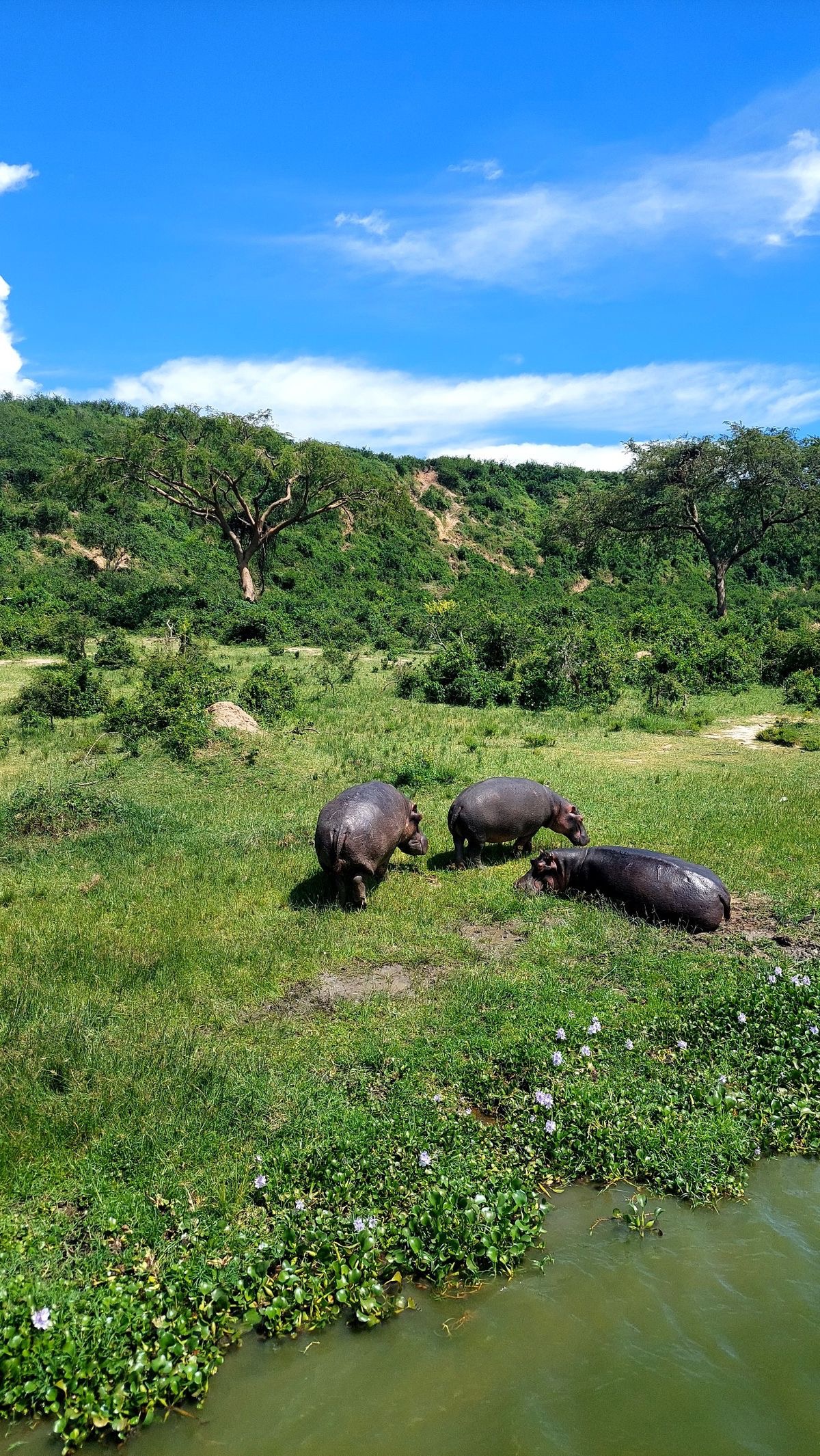Wildlife Photo