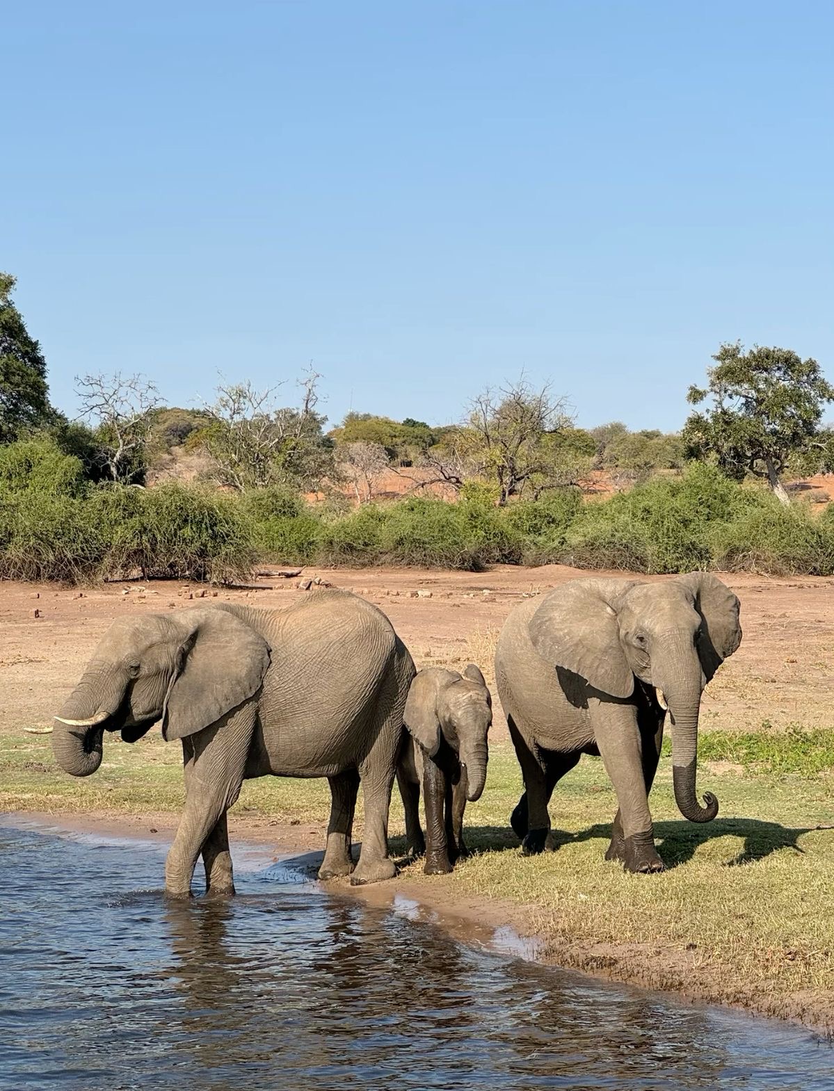 Wildlife Photo