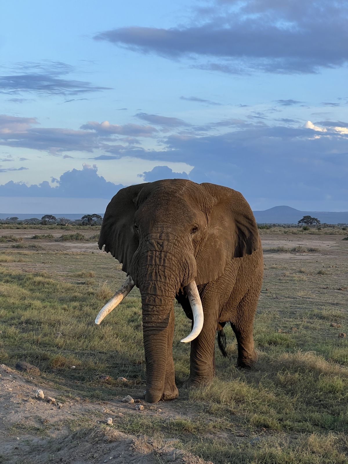 Wildlife Photo