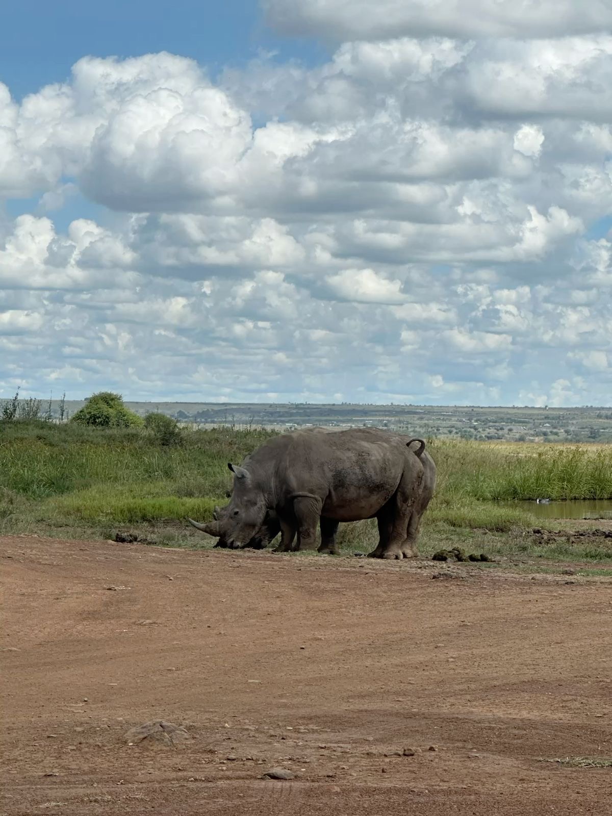 Wildlife Photo