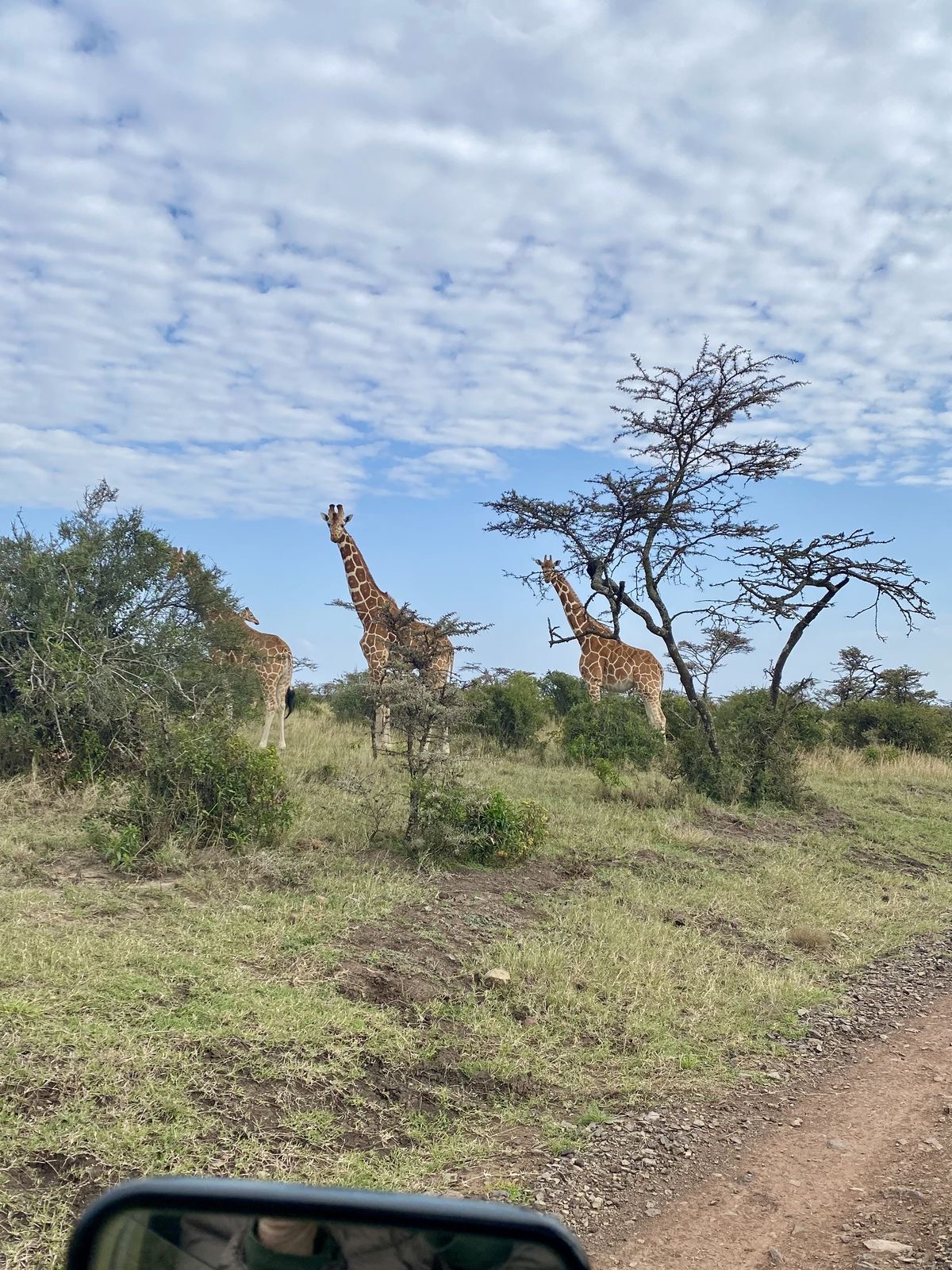 Wildlife Photo