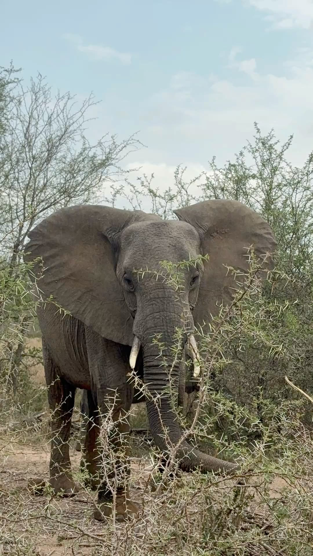 Wildlife Photo