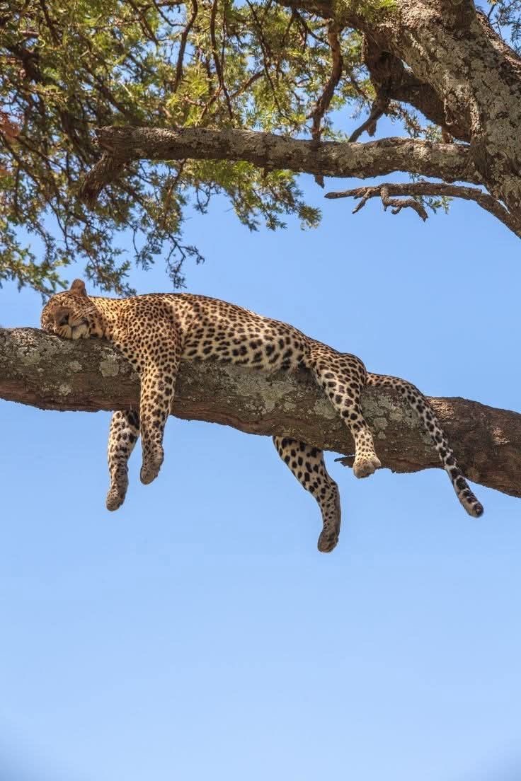 Wildlife Photo
