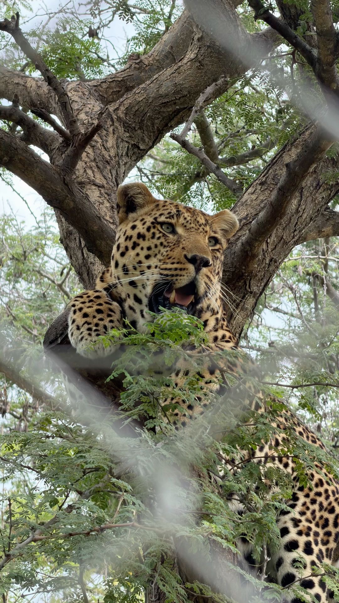 Wildlife Photo