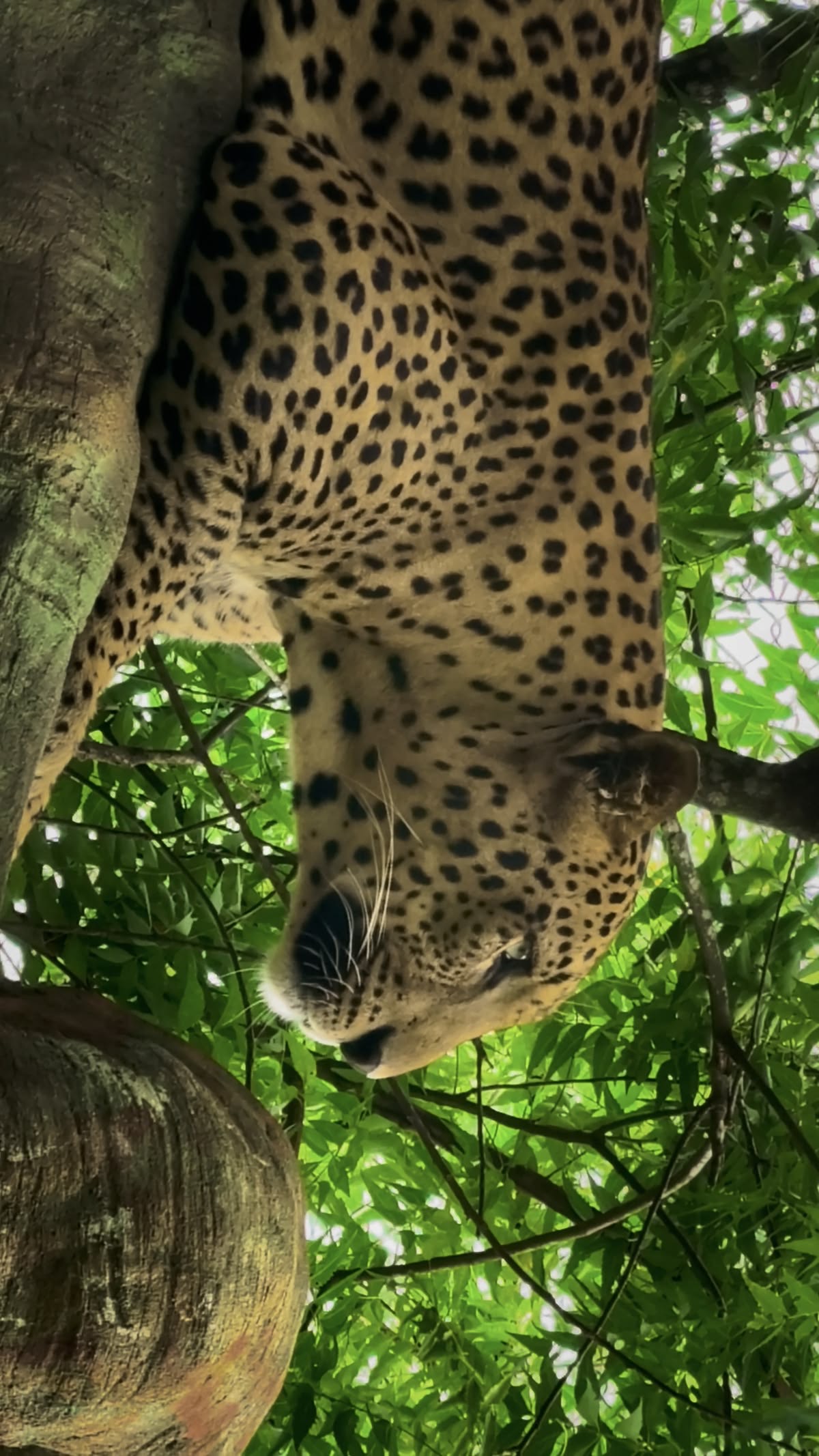 Wildlife Photo