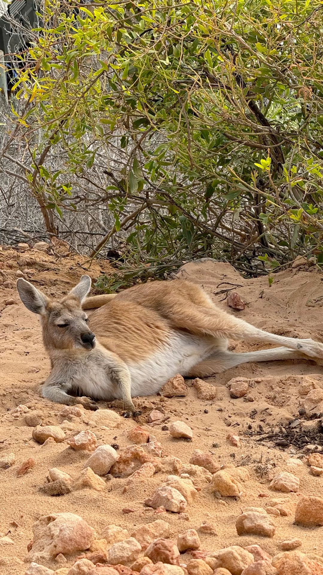 Wildlife Photo