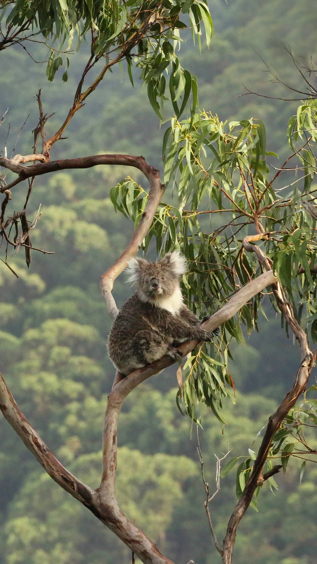 Wildlife Photo