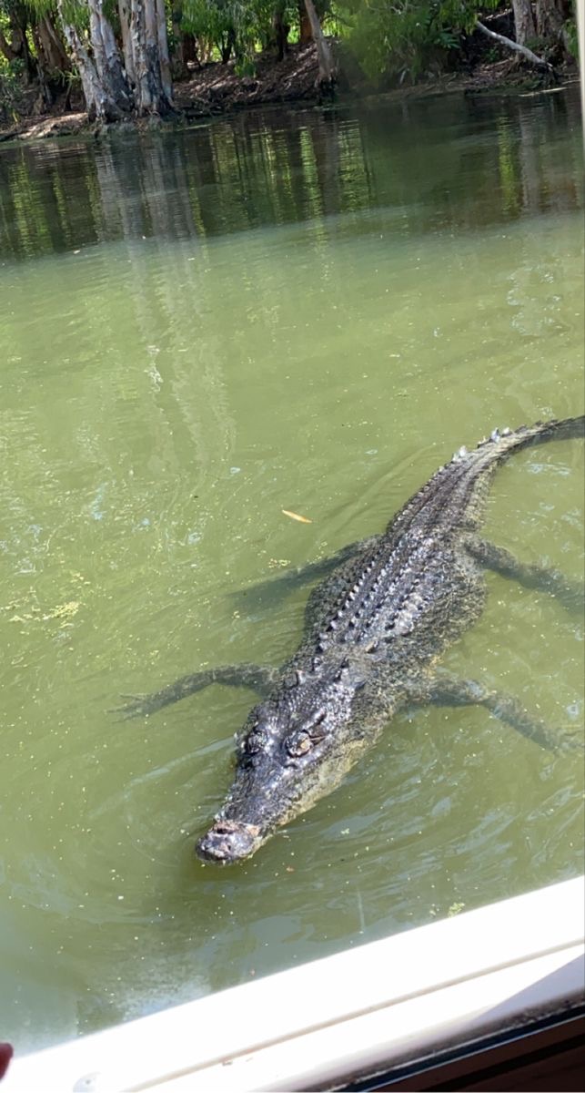 Wildlife Photo