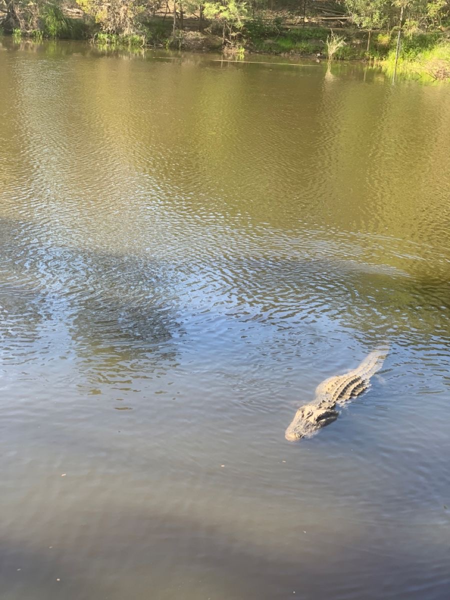 Wildlife Photo