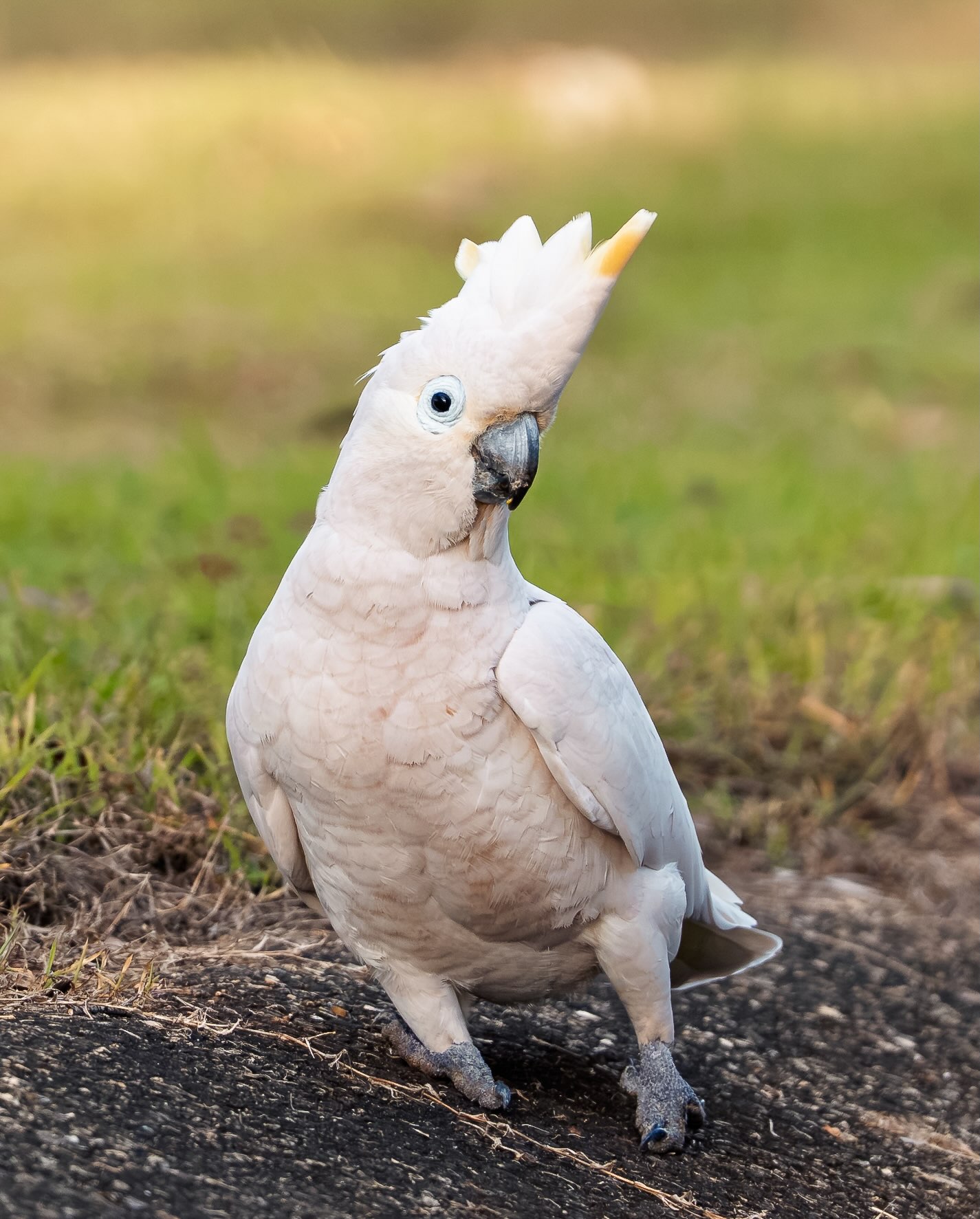 Wildlife Photo
