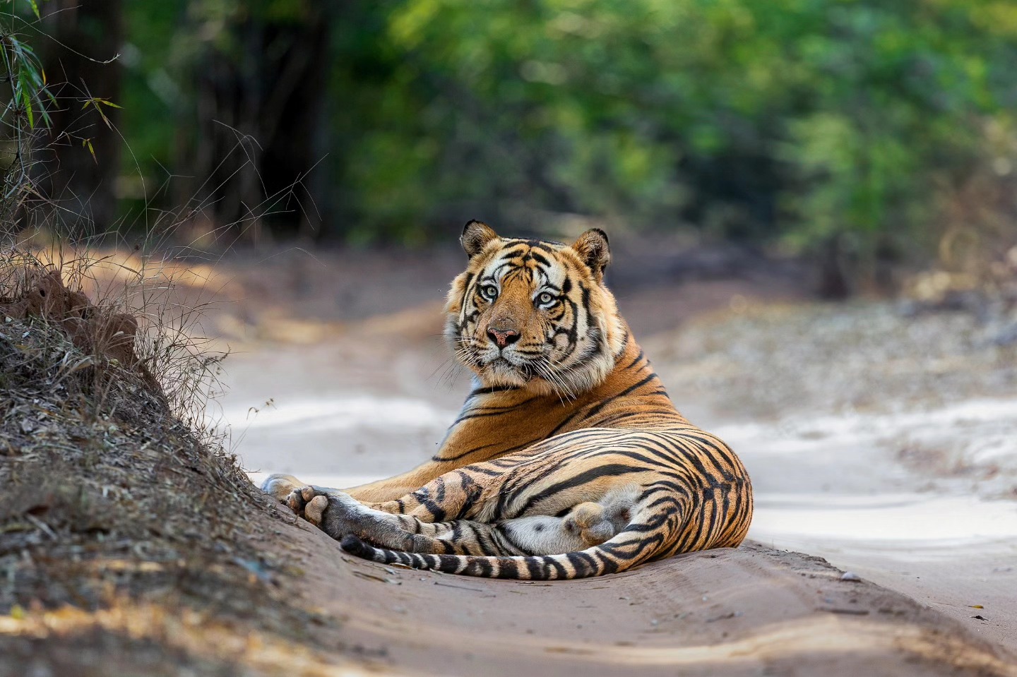 India Wildlife Photography & Cinematography Expendition